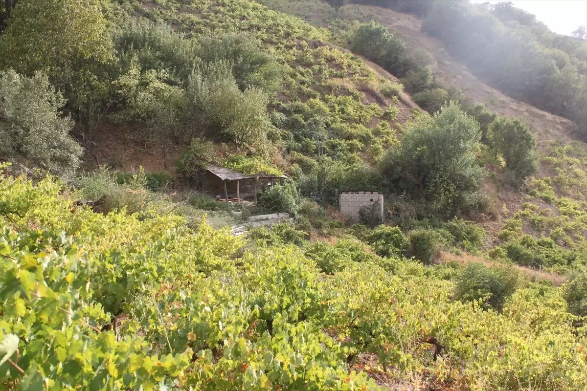 bitliste uzum hasadi basladi WgxqpBOT