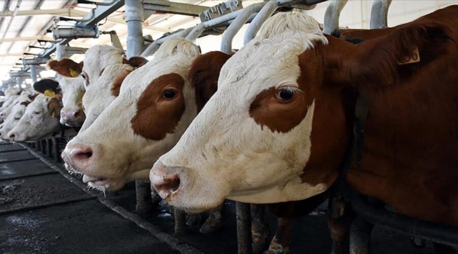 inek surusu yasli cifte saldirdi 1 olu 1 yarali 1nASFr5z