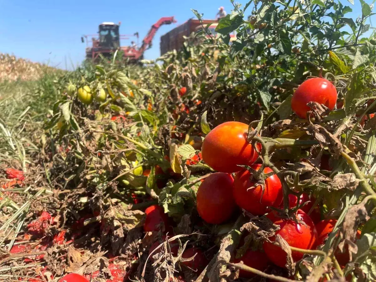 karacabeyde domates ekim alanlari daraliyor ZGypHvs6