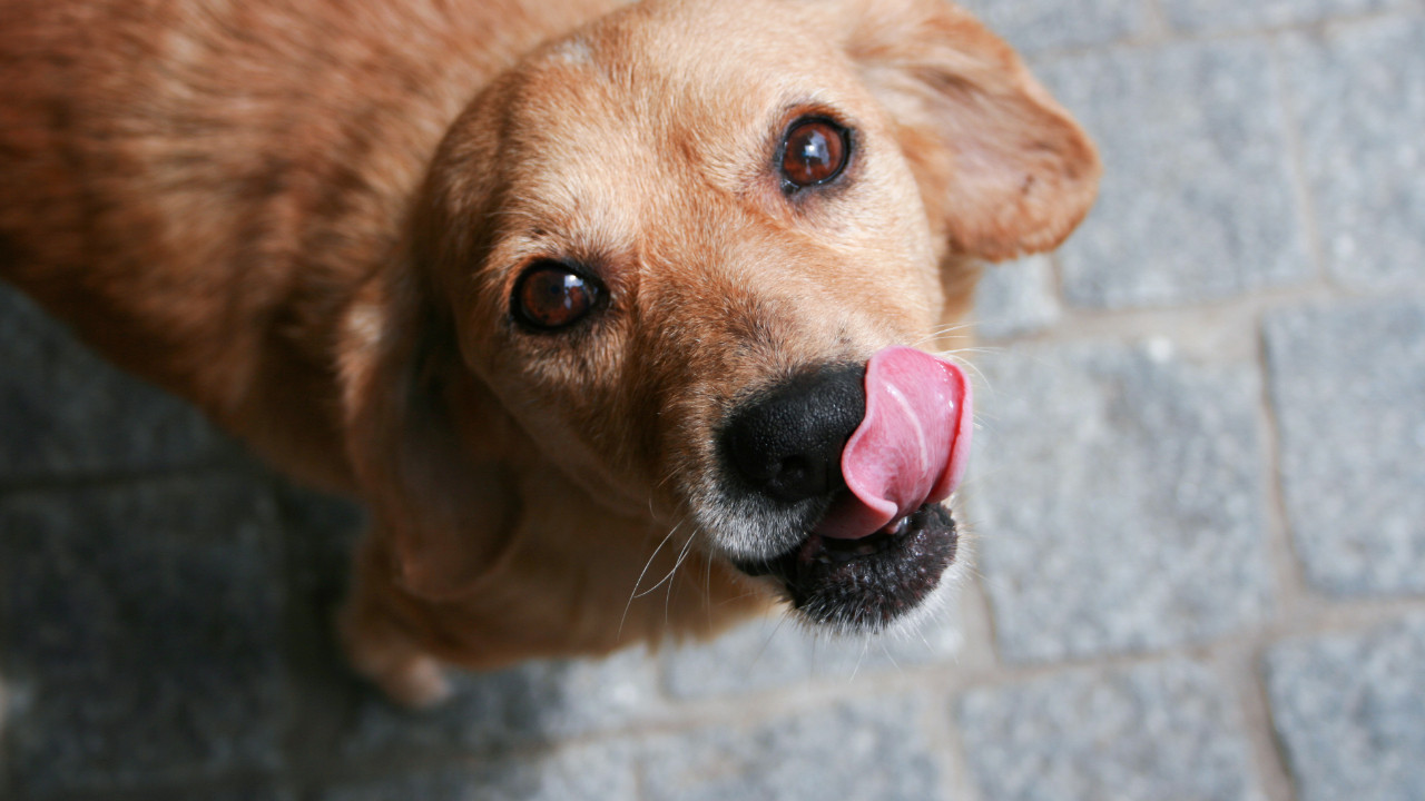 kopekler neden dudaklarini yalar XiLmmkja