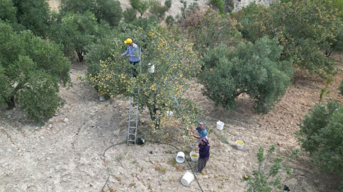 sifa deposu alicta hasat basladi kilogram fiyati da belli oldu Cwe5rvJp