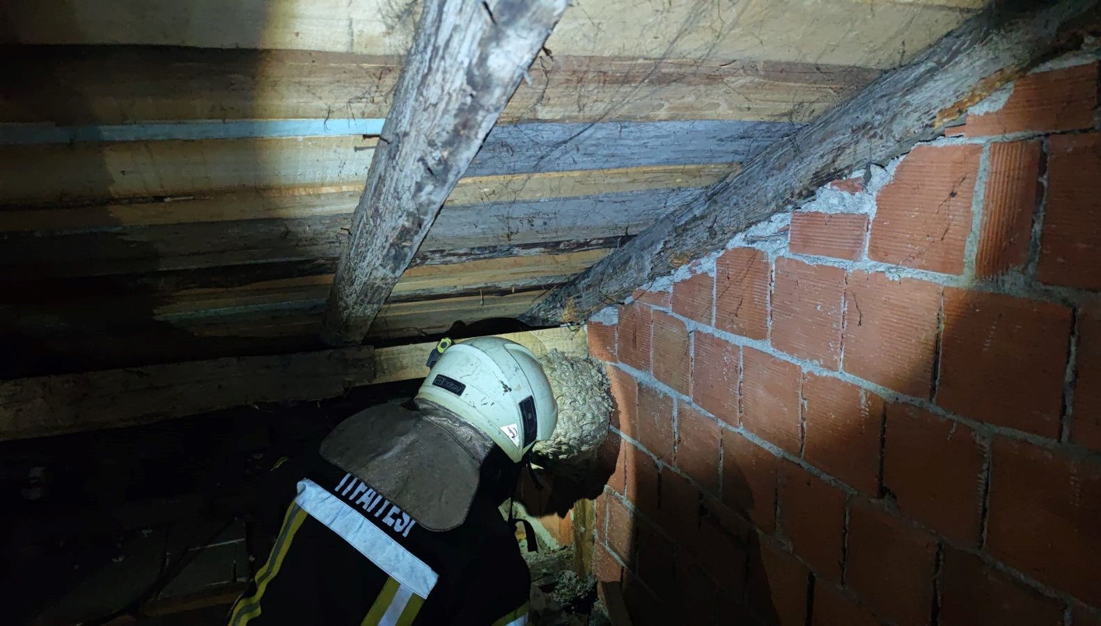 evin catisinda yaban arisi panigi itfaiye ekipleri cikardi ITvyY5jN.jpg