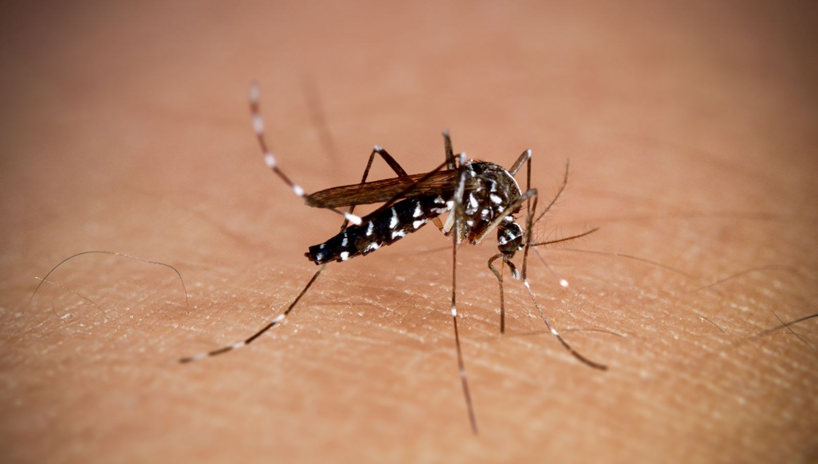 new yorkta alti yil sonra ilk chikungunya vakasi goruldu 4WMIGMJU.jpg